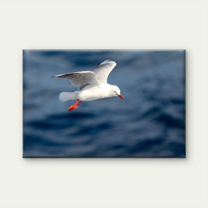 Australian Silver Gull Bird Flying Wall Art Decor 100% Australian Made