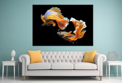 Fighting Fish Wall Art Decor 100% Australian Made - Bella Home Decor