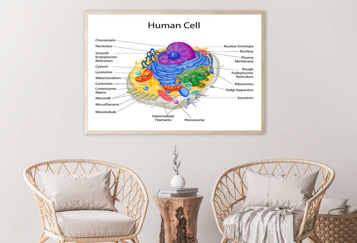 Human Cell Closeup Vector Home Decor Premium Quality Poster Print Choose Your Sizes