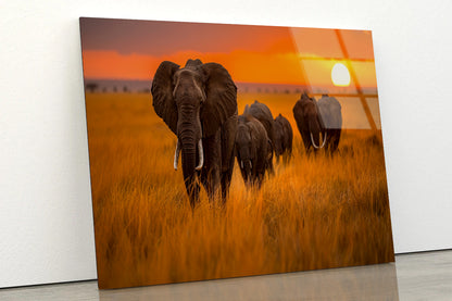 Elephants Walking Through a Field at Sunset View Acrylic Glass Print Tempered Glass Wall Art 100% Made in Australia Ready to Hang