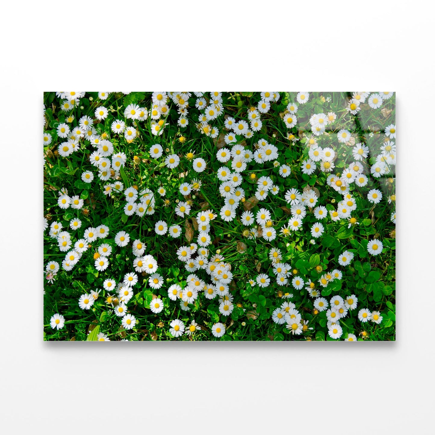 Wild White Daisies Meadow Acrylic Glass Print Tempered Glass Wall Art 100% Made in Australia Ready to Hang