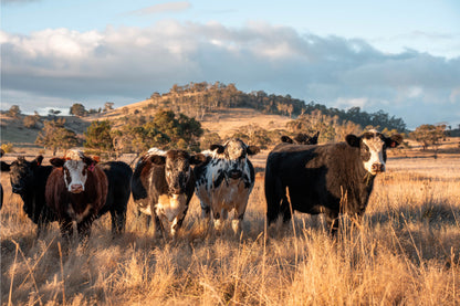 Australian Farm Cattle at Sunset Wall Art Decor 100% Australian Made