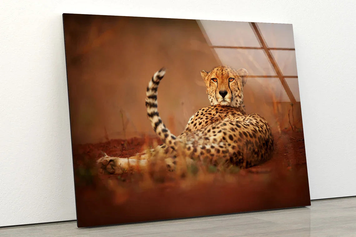 Laying Cheetah Closeup UV Direct Aluminum Print Australian Made Quality