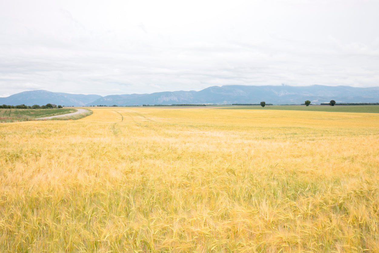 Green Meadows with Mountains Home Decor Premium Quality Poster Print Choose Your Sizes