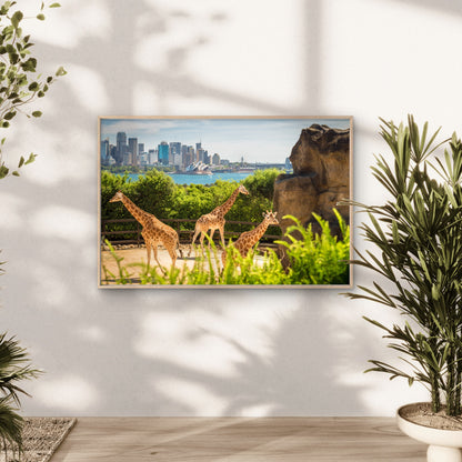 Giraffes in Taronga Zoo, Sydney, New South Wales (NSW), Australia Canvas Print Wall Art Decor 100% Australian Made