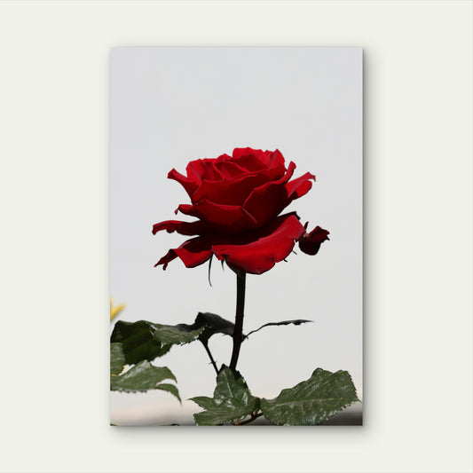 Red Rose on White Background 40x60cm Metal Print Ready to Hang