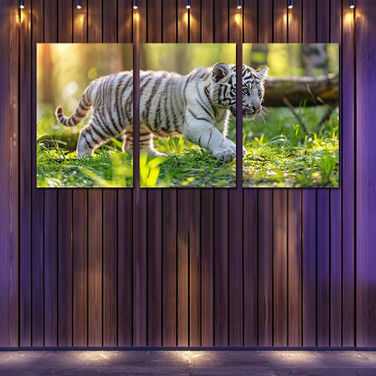 3pcs White Tiger Cub Wall Art Set Canvas Framed 50x70cm - High Quality Print 100% Australian Made Wall Canvas Ready to Hang