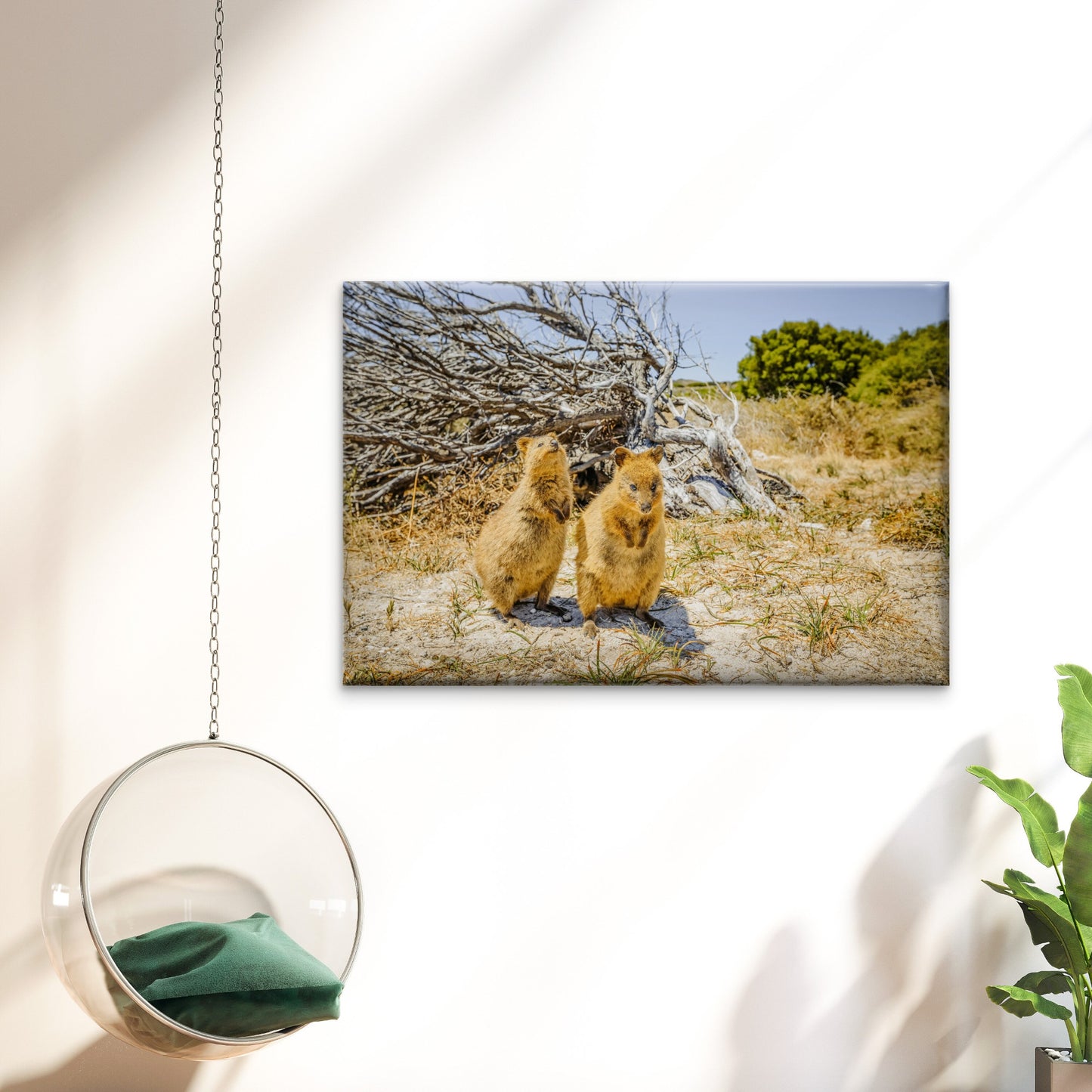 Quokka Rottnest Island Western Australia Wall Art Decor 100% Australian Made