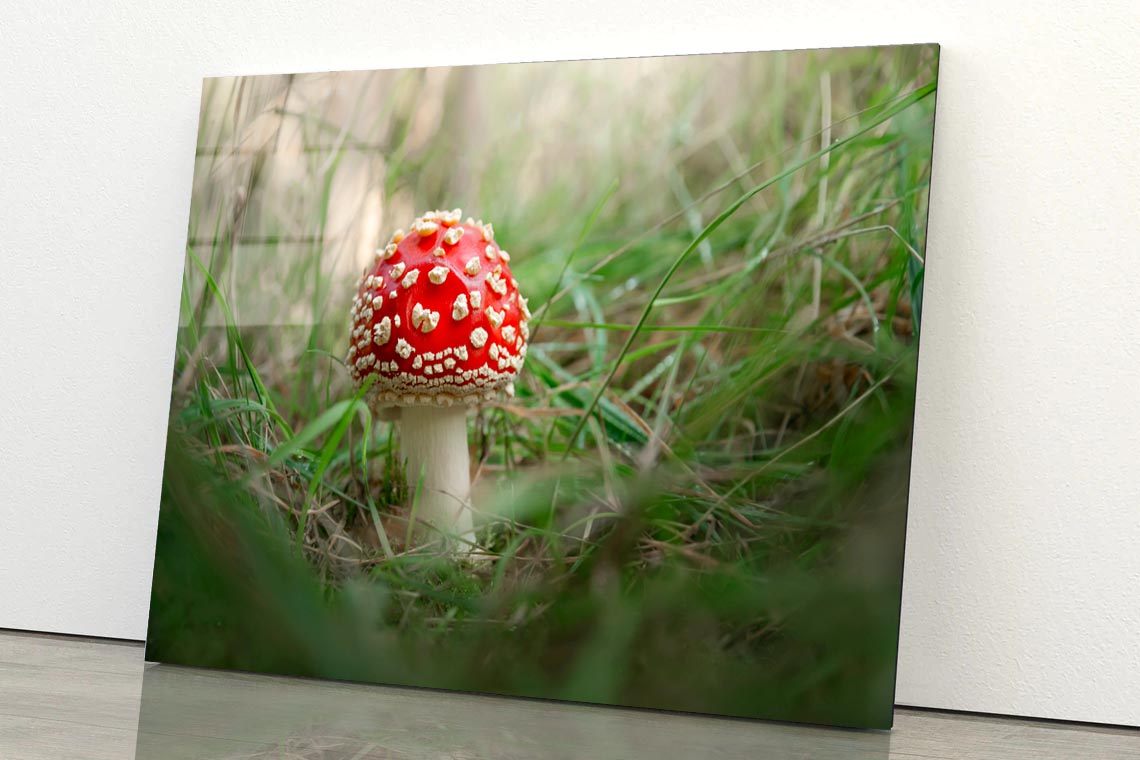 Amanita Muscaria. Close-Up Of Fly Agaric. Close-Up Of Toadstool on Grass Acrylic Glass Print Tempered Glass Wall Art 100% Made in Australia Ready to Hang - Bella Home Decor