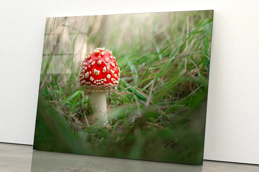 Amanita Muscaria. Close-Up Of Fly Agaric. Close-Up Of Toadstool on Grass Acrylic Glass Print Tempered Glass Wall Art 100% Made in Australia Ready to Hang - Bella Home Decor