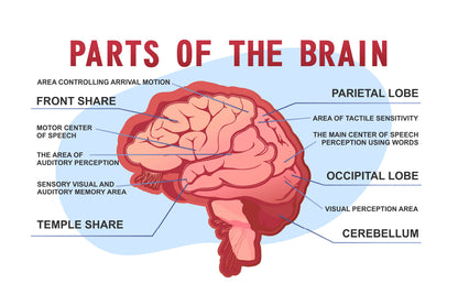 Parts Of the Brain Educational Scheme Home Decor Premium Quality Poster Print Choose Your Sizes