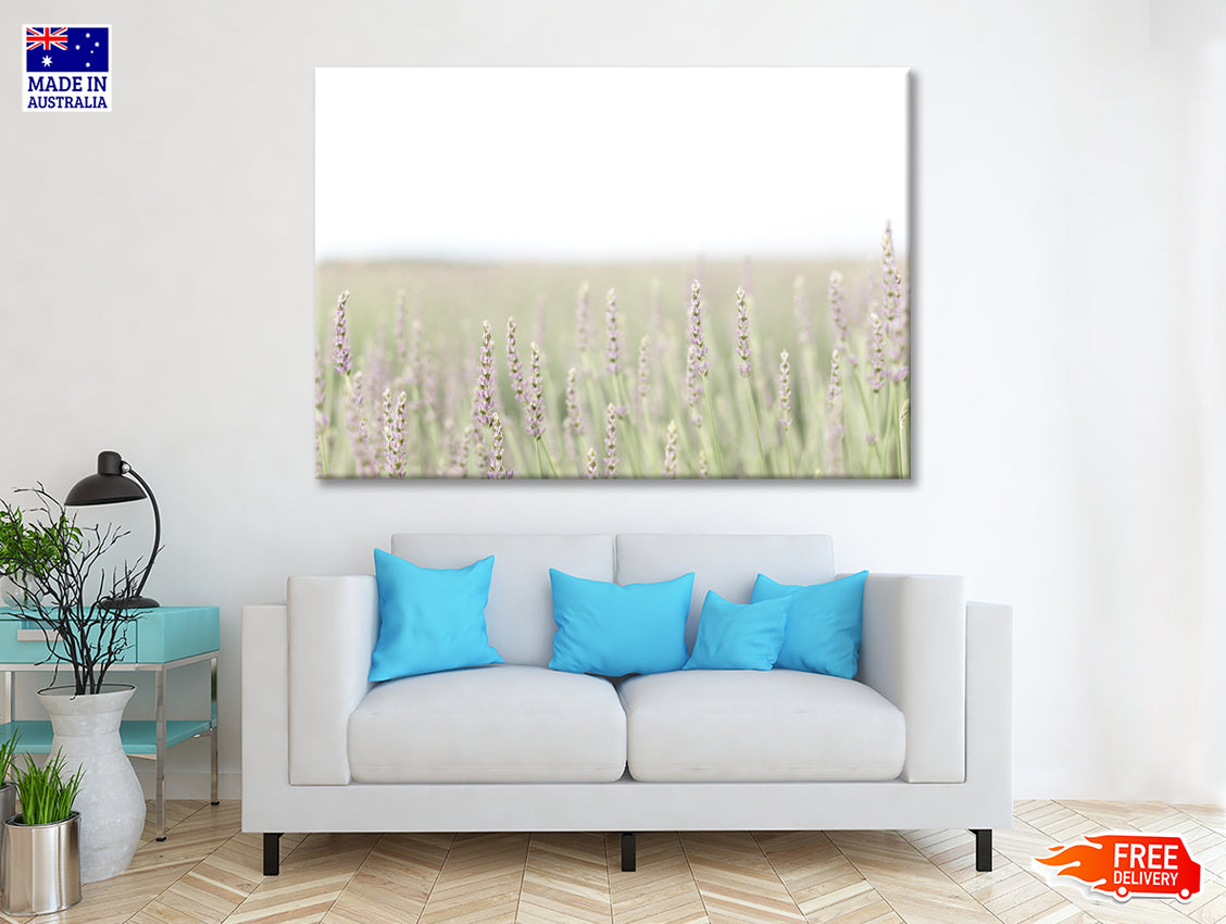 A Field Of Lavender with Grass and Plants Print 100% Australian Made