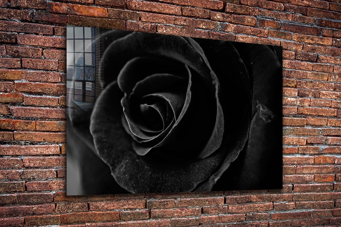 Black Rose Closeup View UV Direct Aluminum Print Australian Made Quality