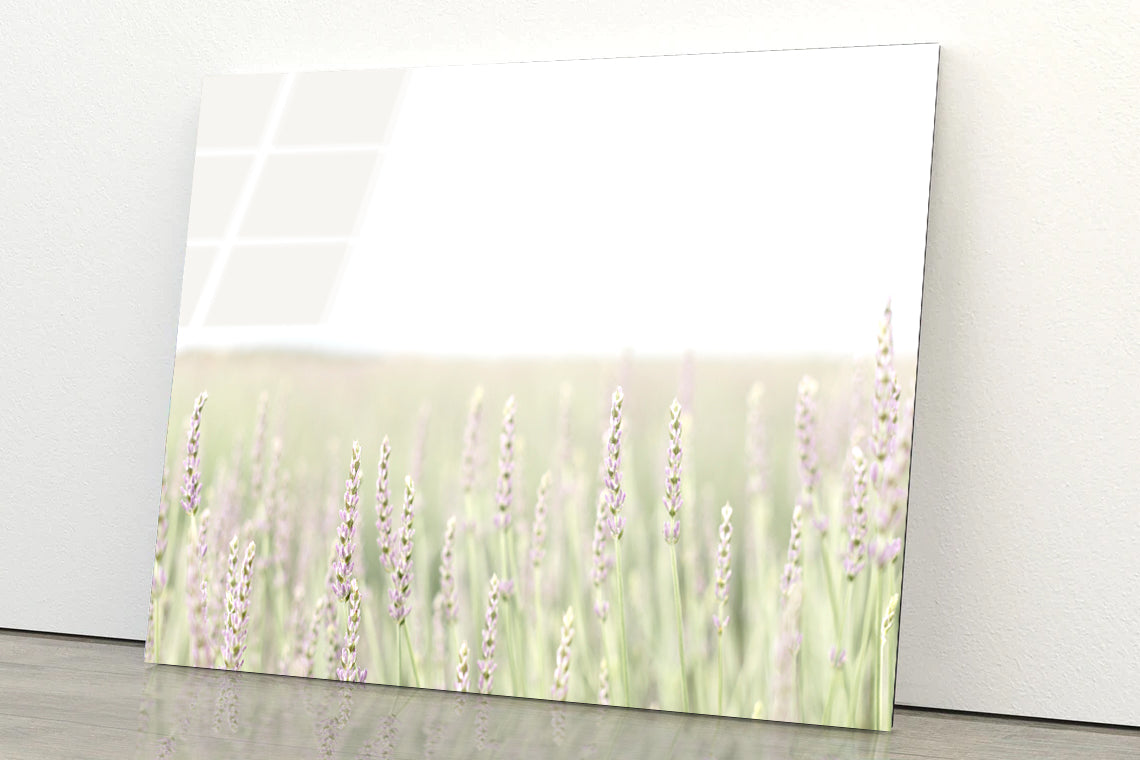 A Field Of Lavender with Grass and Plants Acrylic Glass Print Tempered Glass Wall Art 100% Made in Australia Ready to Hang