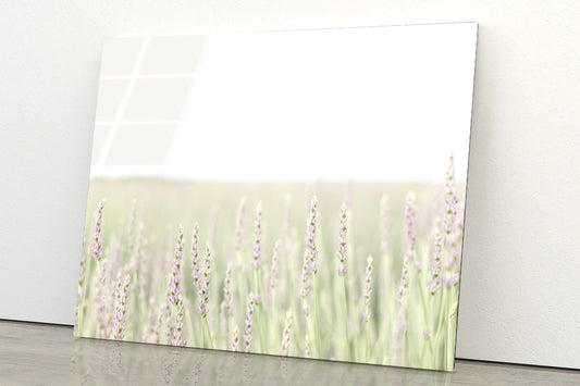 A Field Of Lavender with Grass and Plants Acrylic Glass Print Tempered Glass Wall Art 100% Made in Australia Ready to Hang