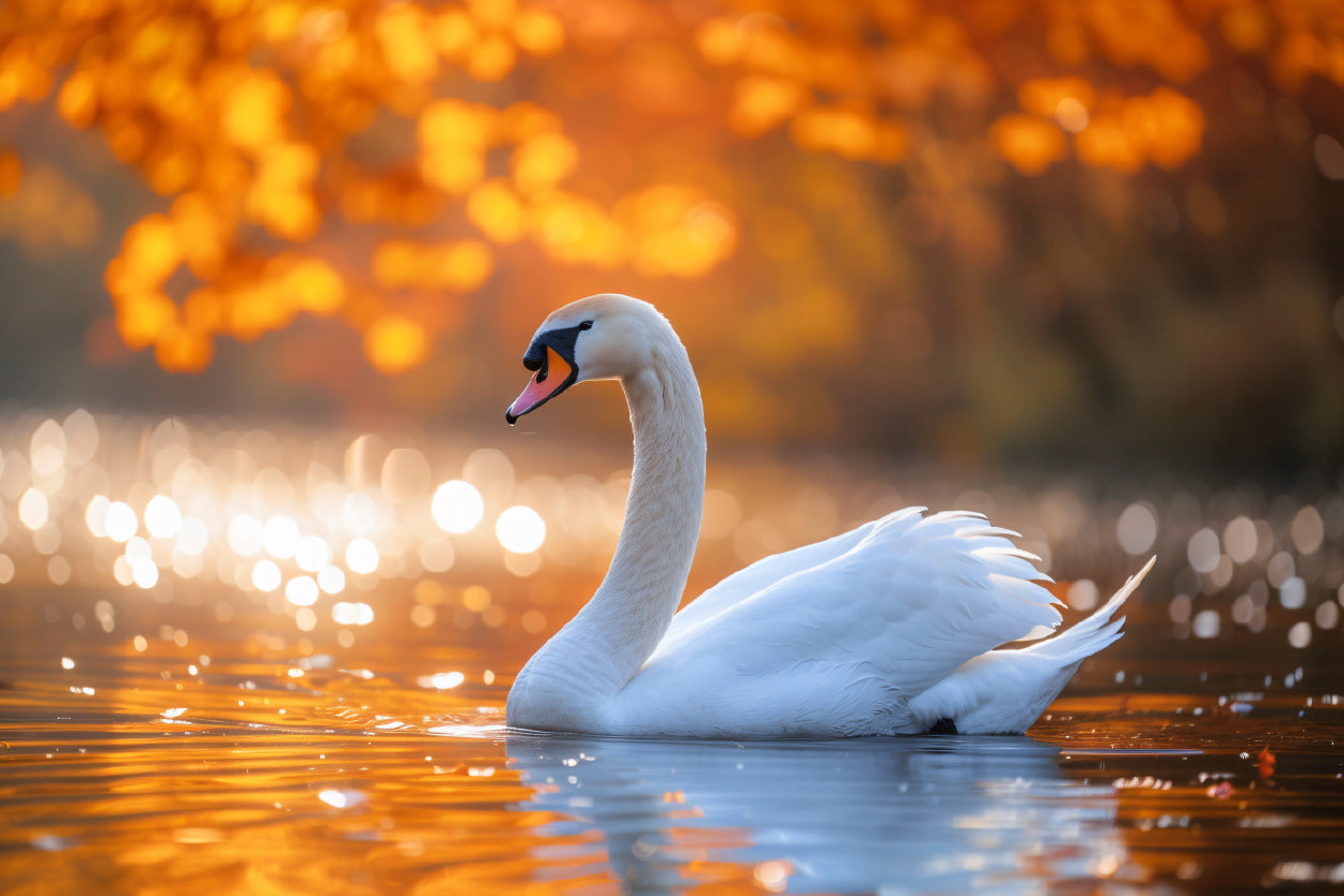 Swans on Autumn Pond View Home Decor Premium Quality Poster Print Choose Your Sizes - Bella Home Decor