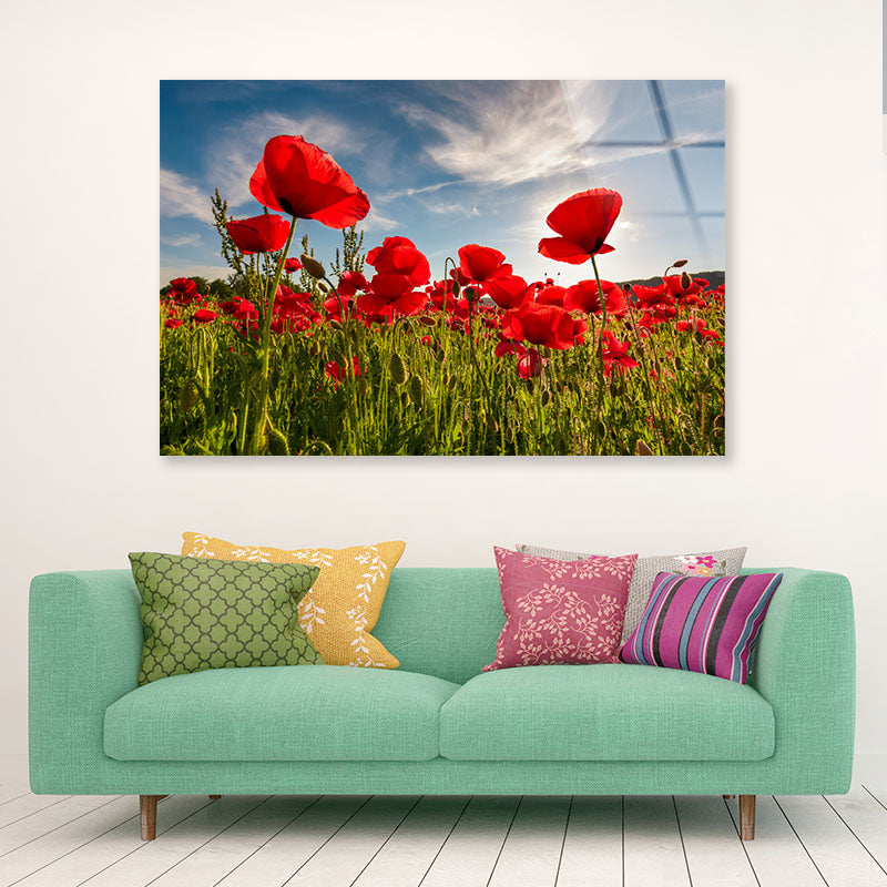 Field of Red Poppy Acrylic Glass Print Tempered Glass Wall Art 100% Made in Australia Ready to Hang