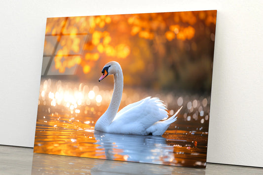 Swans on Autumn Pond View Acrylic Glass Print Tempered Glass Wall Art 100% Made in Australia Ready to Hang