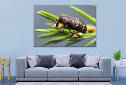 Pine weevil, Hylobius pinastriWall Art Decor 100% Australian Made - Bella Home Decor