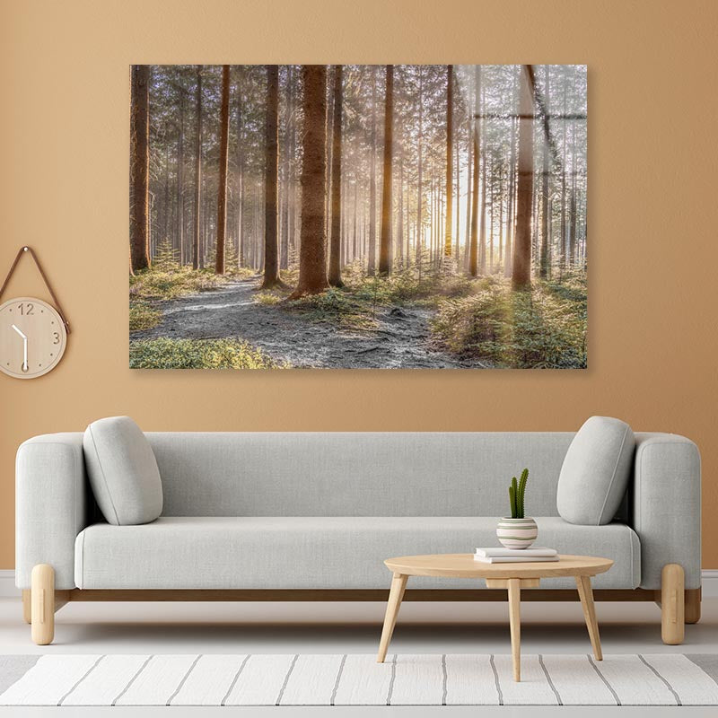 Forest With Sunrays Acrylic Glass Print Tempered Glass Wall Art 100% Made in Australia Ready to Hang