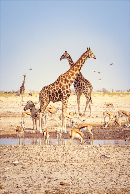 African Giraffes Zebras Springboks National Park Namibia Wall Art Decor 100% Australian Made