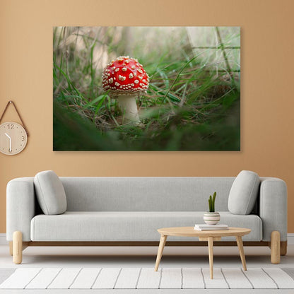 Amanita Muscaria. Close-Up Of Fly Agaric. Close-Up Of Toadstool on Grass Acrylic Glass Print Tempered Glass Wall Art 100% Made in Australia Ready to Hang - Bella Home Decor