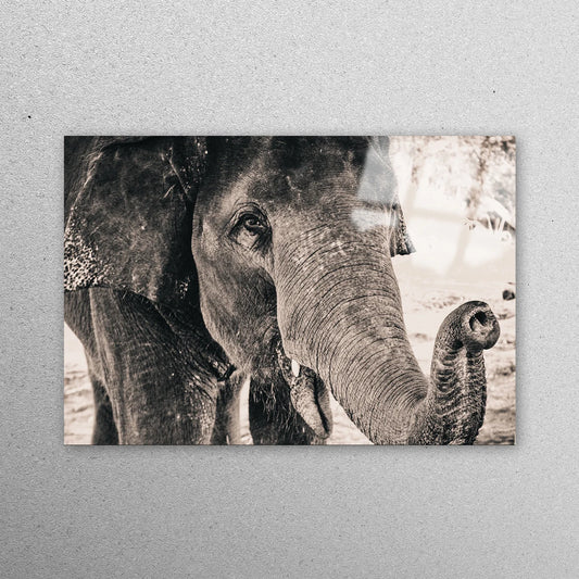 Old Elephant Wall Art Acrylic Glass Print Tempered Glass Wall Art 100% Made in Australia Ready to Hang