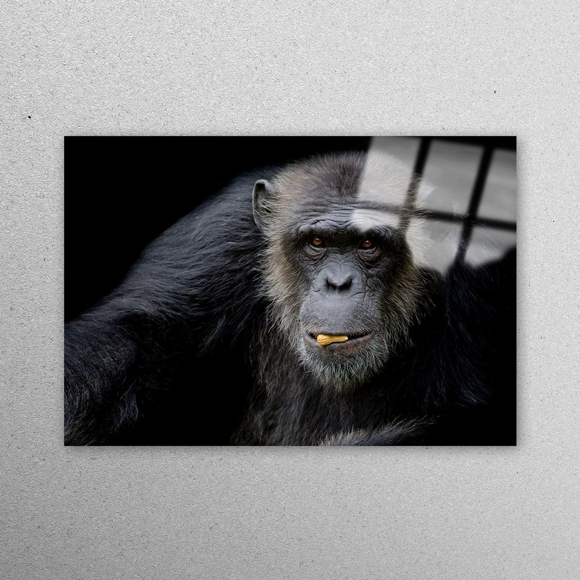 Chimpanzee Old Monkey Acrylic Glass Print Tempered Glass Wall Art 100% Made in Australia Ready to Hang