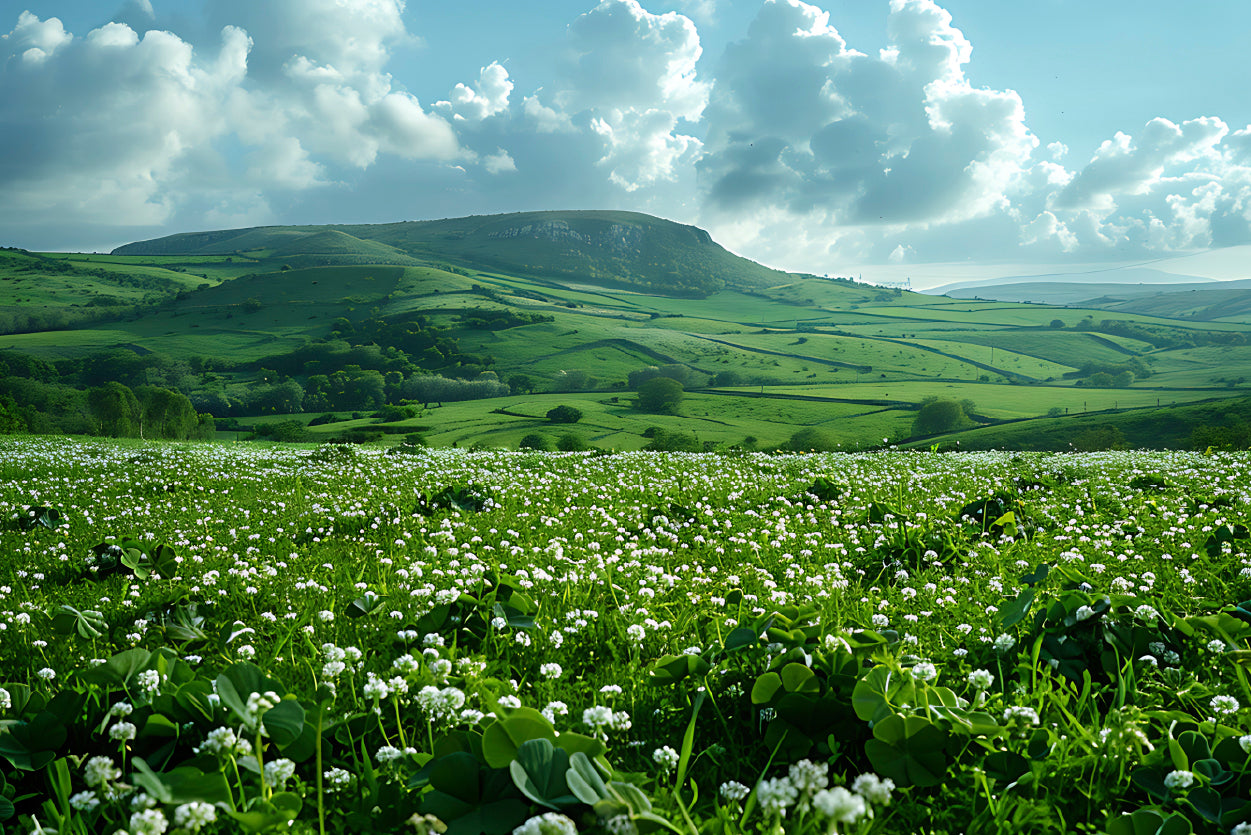 Field with Blue Sky View Home Decor Premium Quality Poster Print Choose Your Sizes