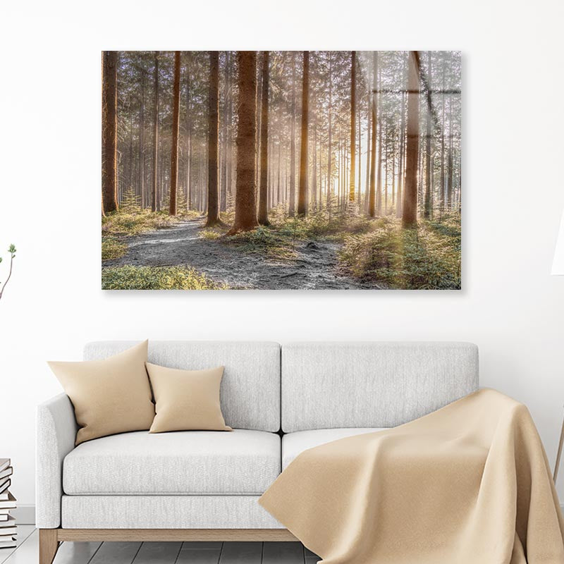 Forest With Sunrays Acrylic Glass Print Tempered Glass Wall Art 100% Made in Australia Ready to Hang