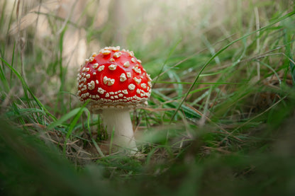 Amanita Muscaria. Close-Up Of Fly Agaric Close-Up Of Toadstool on Grass Wall Art Decor 100% Australian Made