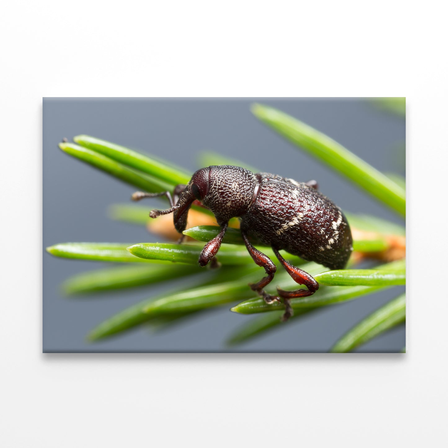 Pine weevil, Hylobius pinastriWall Art Decor 100% Australian Made - Bella Home Decor