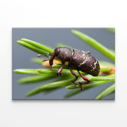 Pine weevil, Hylobius pinastriWall Art Decor 100% Australian Made - Bella Home Decor