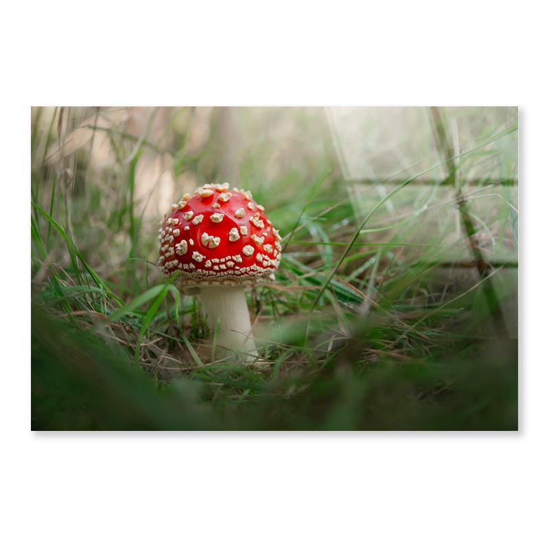 Amanita Muscaria. Close-Up Of Fly Agaric. Close-Up Of Toadstool on Grass Acrylic Glass Print Tempered Glass Wall Art 100% Made in Australia Ready to Hang - Bella Home Decor