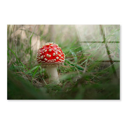Amanita Muscaria. Close-Up Of Fly Agaric. Close-Up Of Toadstool on Grass Acrylic Glass Print Tempered Glass Wall Art 100% Made in Australia Ready to Hang - Bella Home Decor