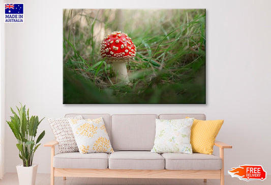 Amanita Muscaria. Close-Up Of Fly Agaric Close-Up Of Toadstool on Grass Wall Art Decor 100% Australian Made