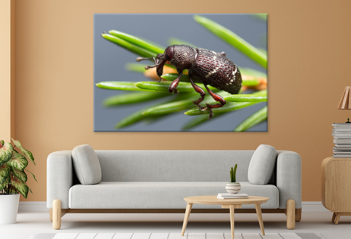 Pine weevil, Hylobius pinastriWall Art Decor 100% Australian Made - Bella Home Decor