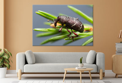 Pine weevil, Hylobius pinastriWall Art Decor 100% Australian Made - Bella Home Decor