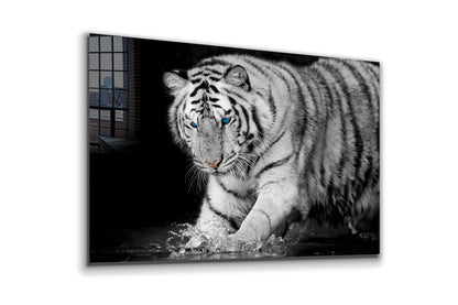 Tiger on Water B&W View UV Direct Aluminum Print Australian Made Quality