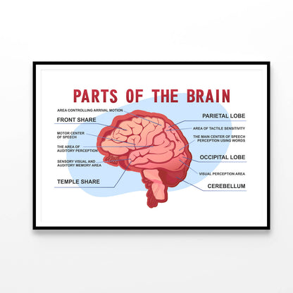 Parts Of the Brain Educational Scheme Home Decor Premium Quality Poster Print Choose Your Sizes