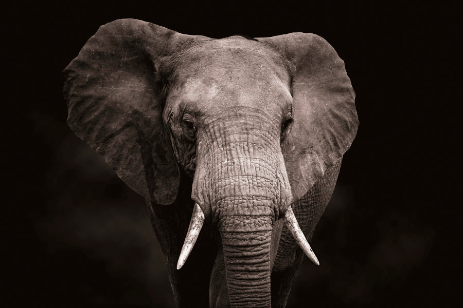 Elephant With Tusks Walking Home Decor Premium Quality Poster Print Choose Your Sizes