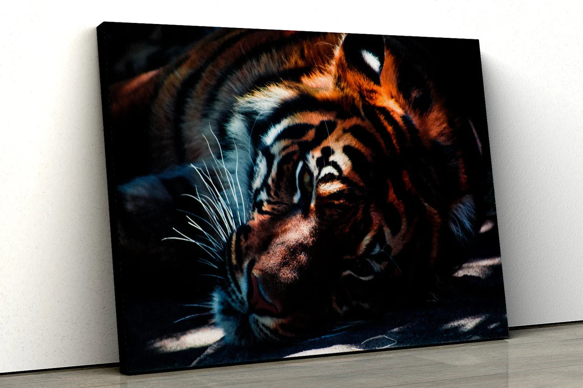 Large Tiger cat color animal UV Direct Aluminum Print Australian Made Quality