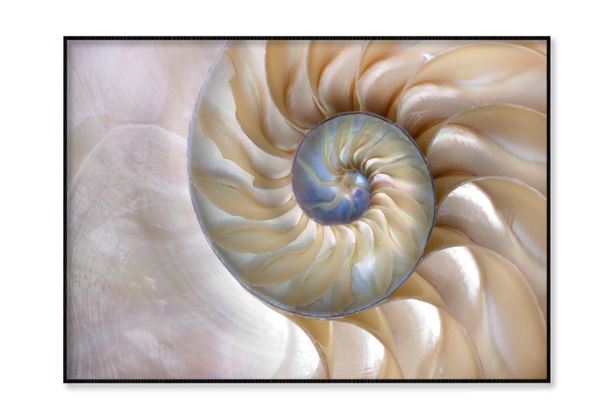 Amazing Fibonacci Pattern in A Nautilus Shell Home Decor Premium Quality Poster Print Choose Your Sizes - Bella Home Decor