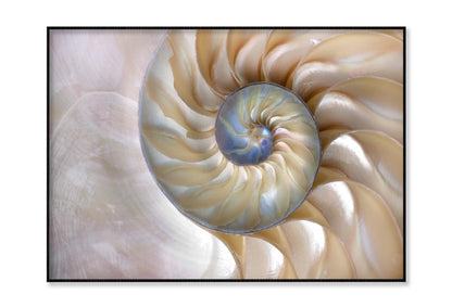 Amazing Fibonacci Pattern in A Nautilus Shell Home Decor Premium Quality Poster Print Choose Your Sizes - Bella Home Decor