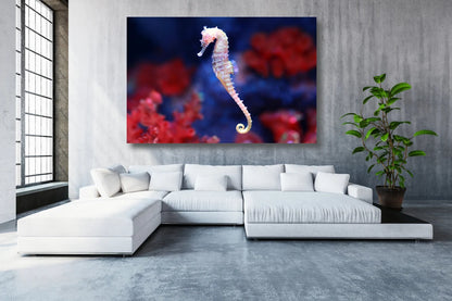 Seahorse In Water Acrylic Glass Print Tempered Glass Wall Art 100% Made in Australia Ready to Hang