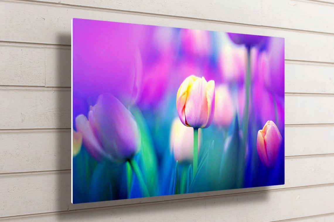 Tulip Flower UV Direct Aluminum Print Australian Made Quality