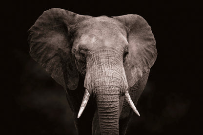 Elephant With Tusks Walking in Dark Wall Art Decor 100% Australian Made - Bella Home Decor
