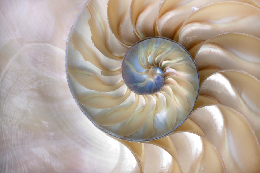 Amazing Fibonacci Pattern in A Nautilus Shell Acrylic Glass Print Tempered Glass Wall Art 100% Made in Australia Ready to Hang