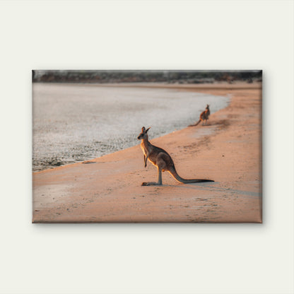 Kangaroo Wallaby Beach Queensland Wall Art Decor 100% Australian Made