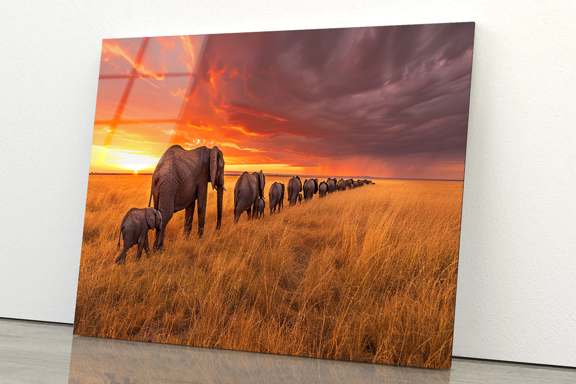 A Herd of Elephants Moving Across an Open Field Acrylic Glass Print Tempered Glass Wall Art 100% Made in Australia Ready to Hang